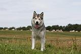 ALASKAN MALAMUTE 679